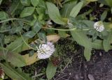 Смотреть изображение Trifolium pratense