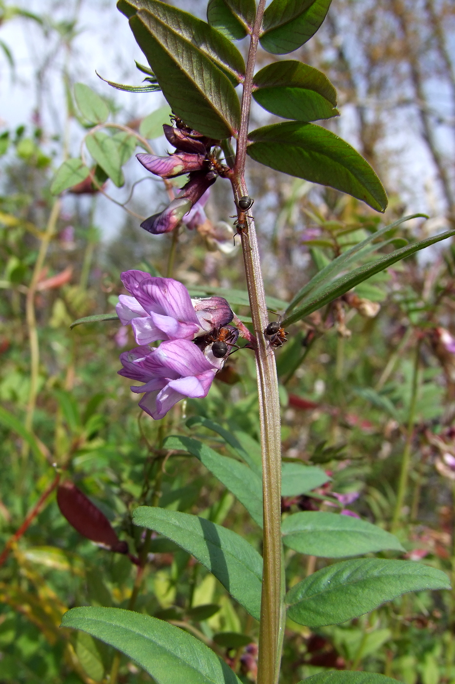 Image of Vicia sepium specimen.