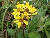 Ligularia hodgsonii