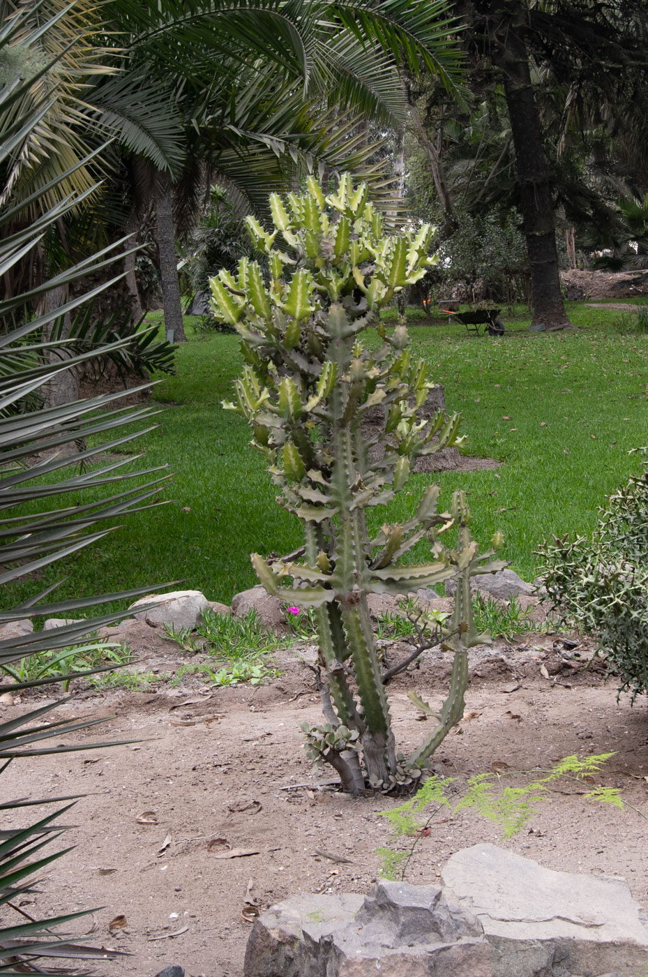 Изображение особи Euphorbia lactea.