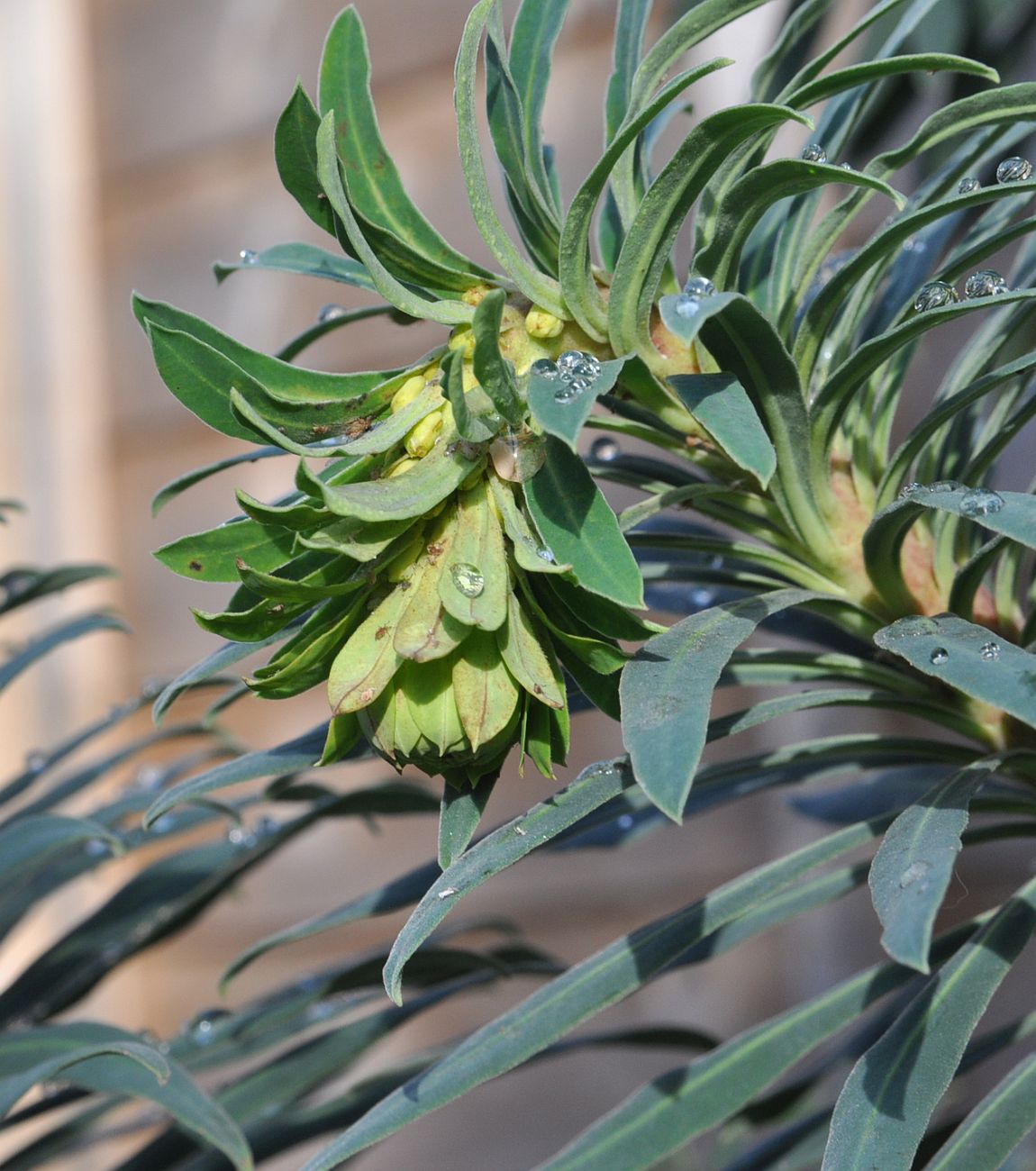 Image of Euphorbia characias specimen.