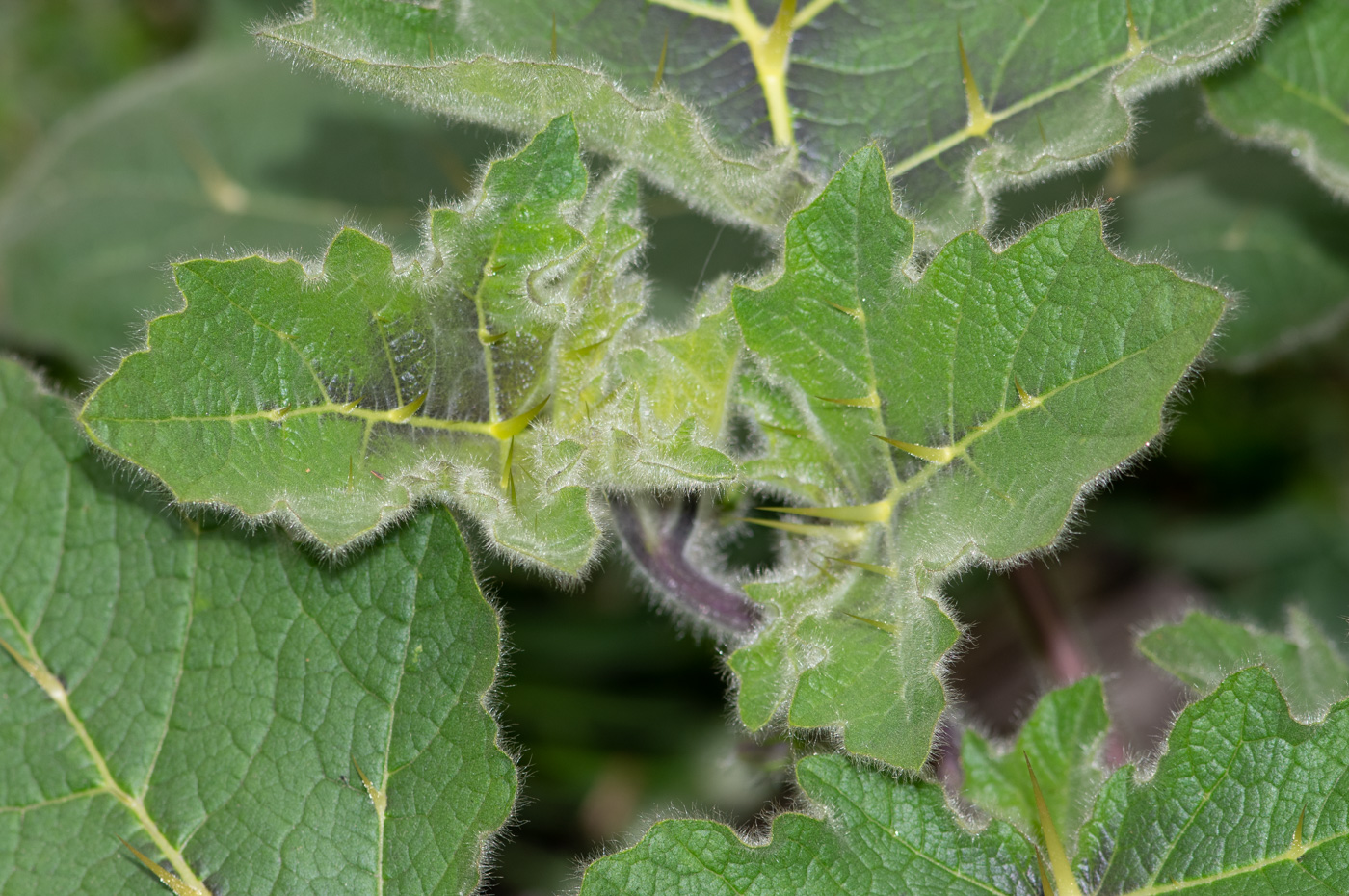 Image of Solanum mammosum specimen.