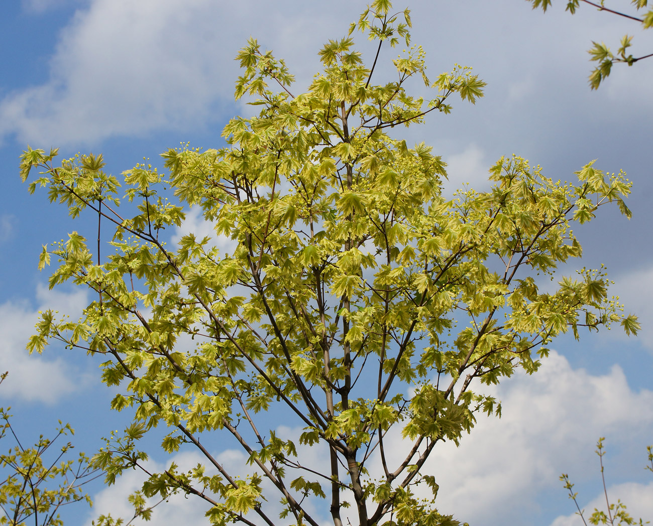 Image of Acer platanoides specimen.