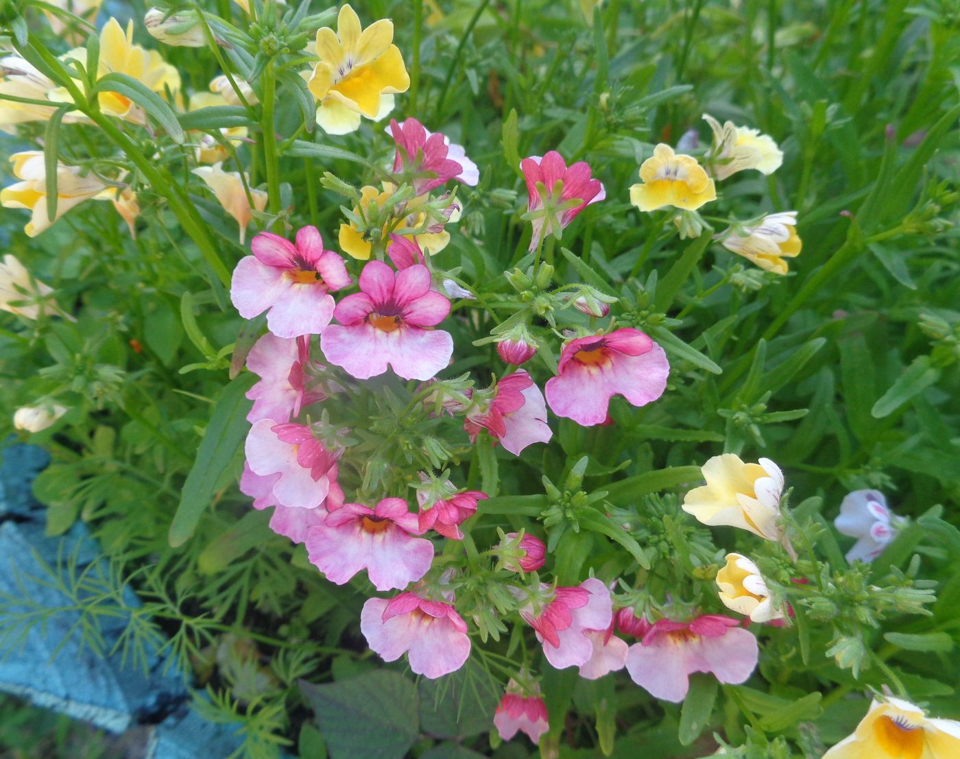 Image of Nemesia strumosa specimen.