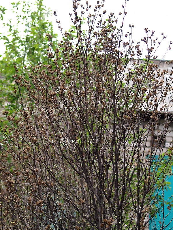 Image of Hibiscus syriacus specimen.