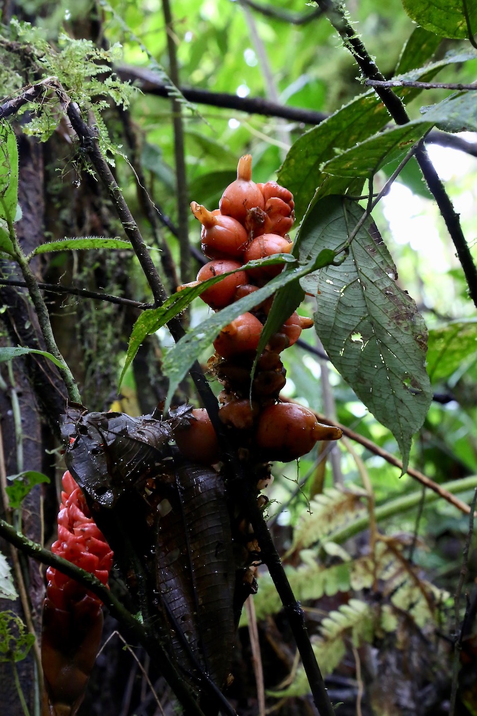 Изображение особи Renealmia thyrsoidea.