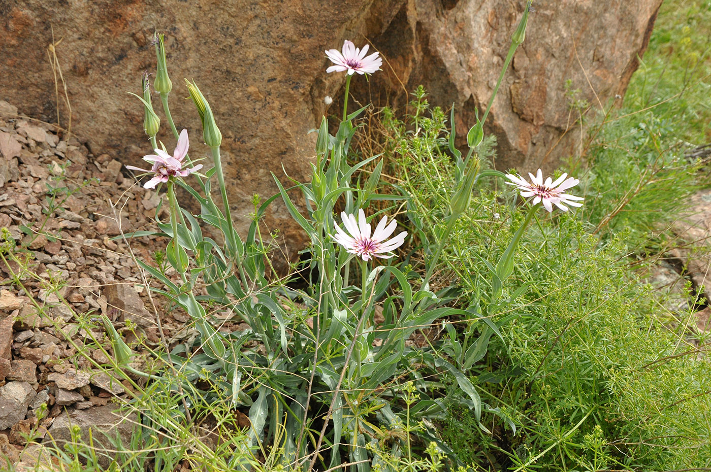 Image of Tragopogon ruber specimen.