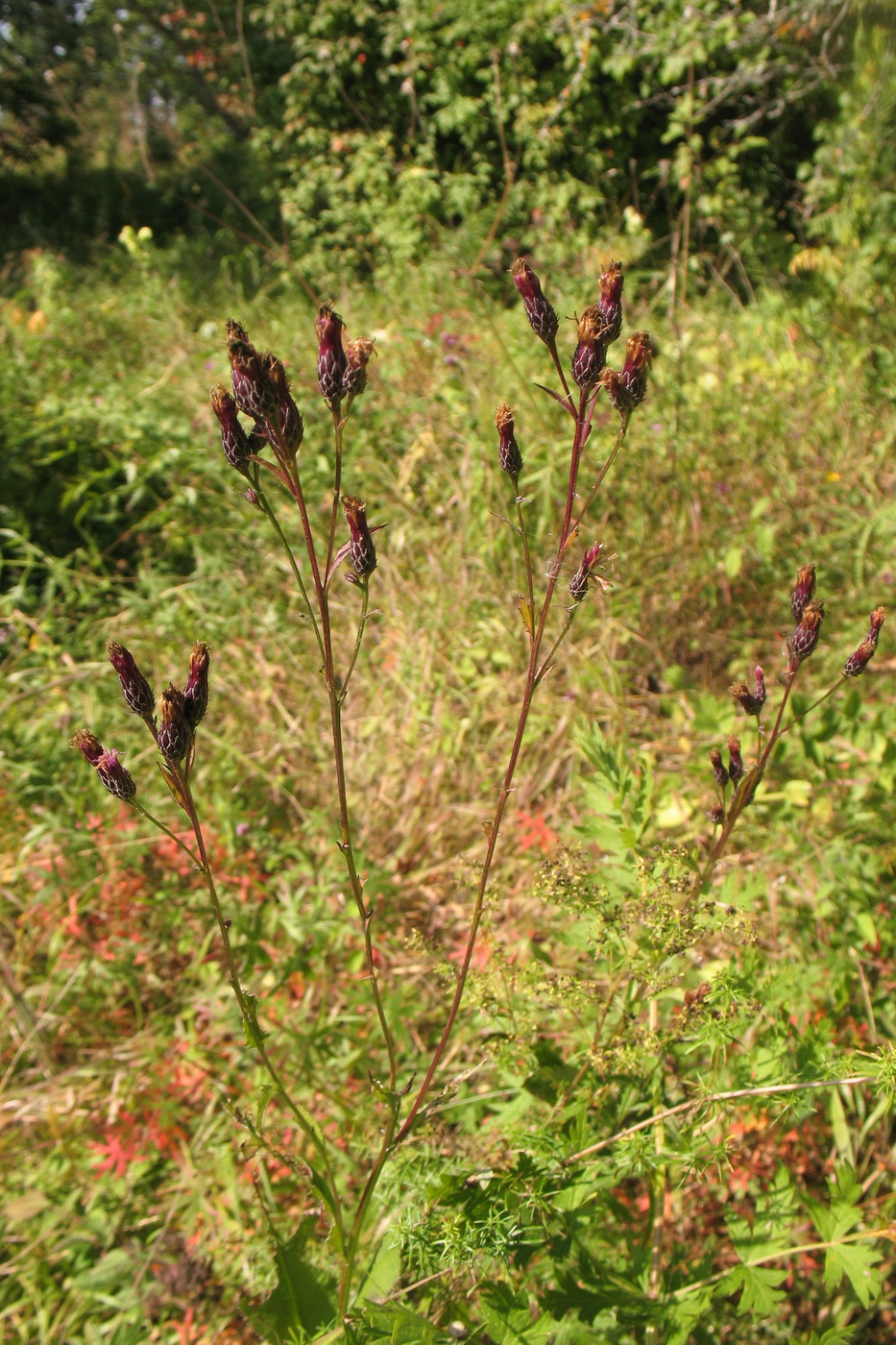 Image of Serratula tinctoria specimen.