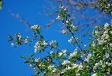 Malus prunifolia. Верхушки ветвей с соцветиями. Московская обл., г. Железнодорожный, в культуре. 11.05.2020.