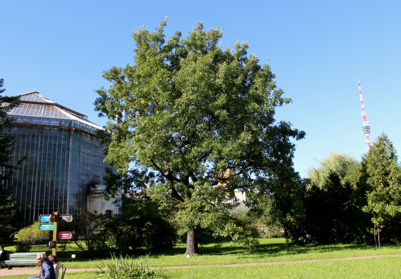 Изображение особи Quercus alba.