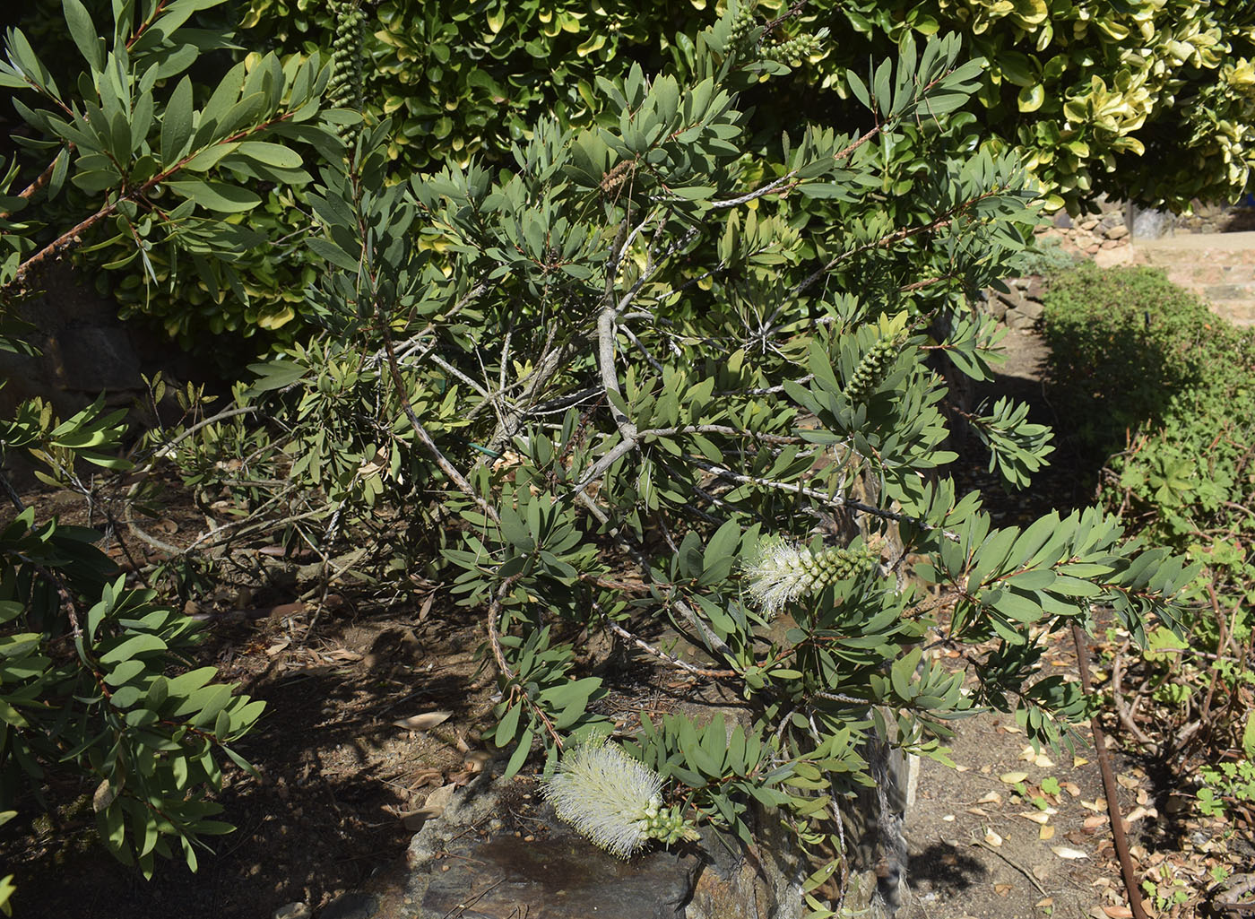 Image of Callistemon citrinus specimen.