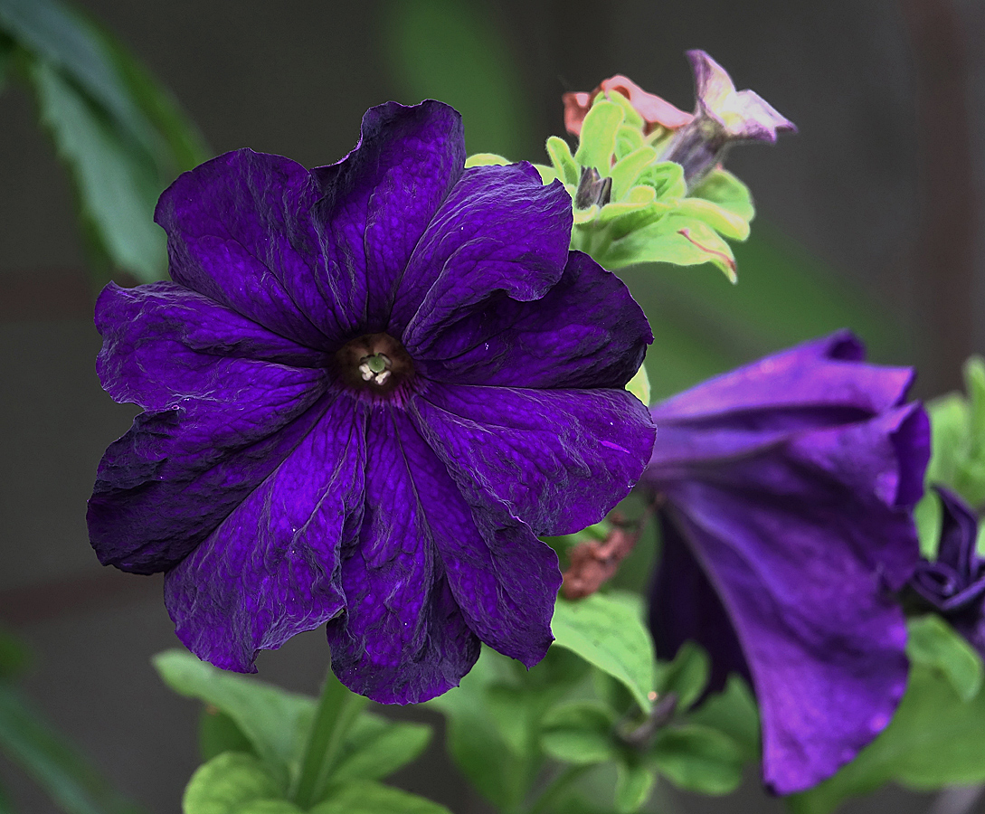 Image of Petunia &times; atkinsiana specimen.