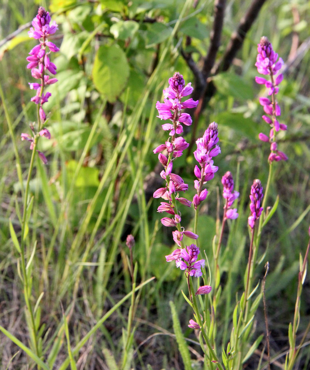 Image of Polygala cretacea specimen.