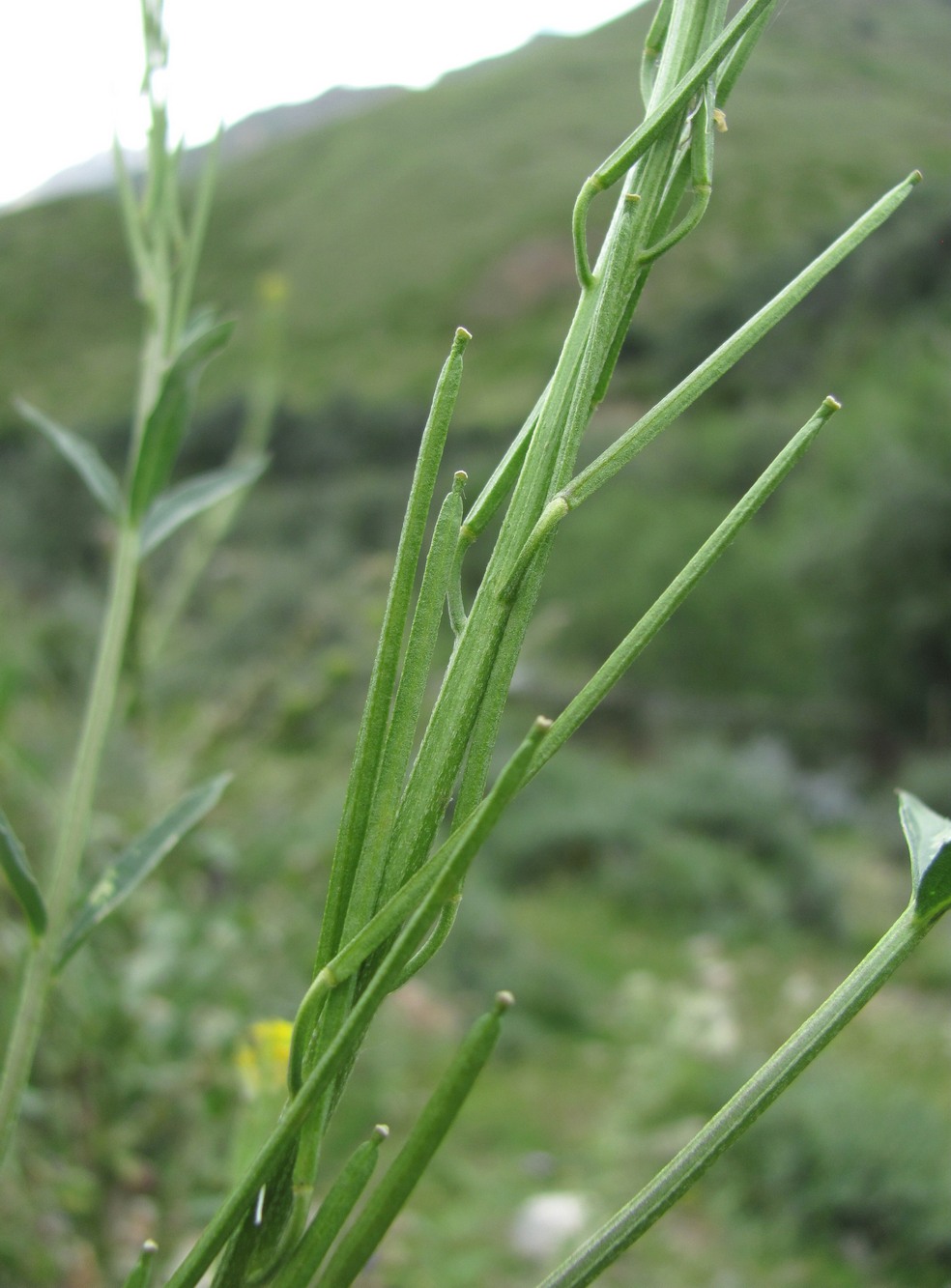 Image of genus Erysimum specimen.