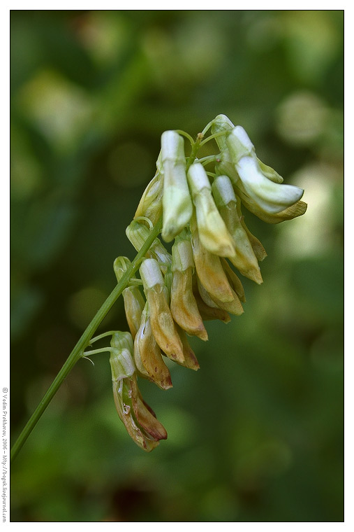 Изображение особи Vicia pisiformis.