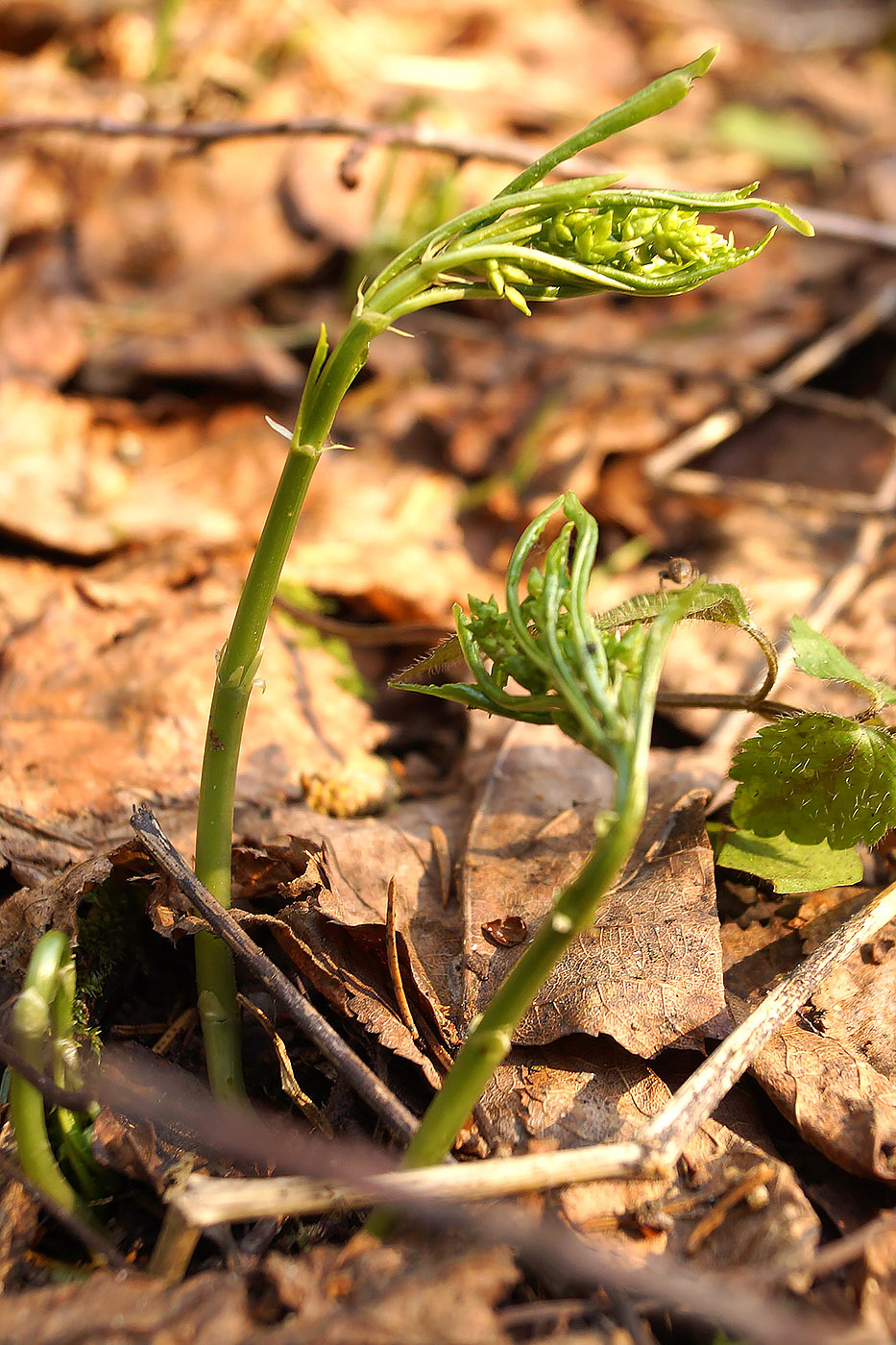 Image of Mercurialis perennis specimen.