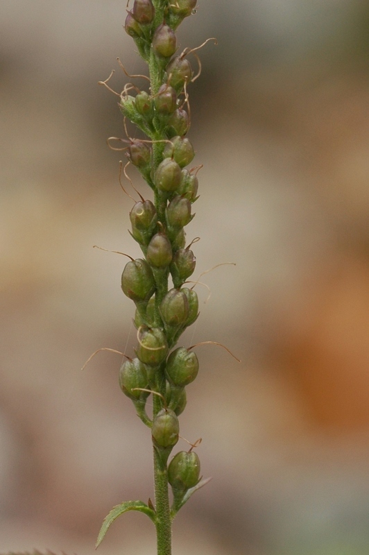 Изображение особи Veronica longifolia.