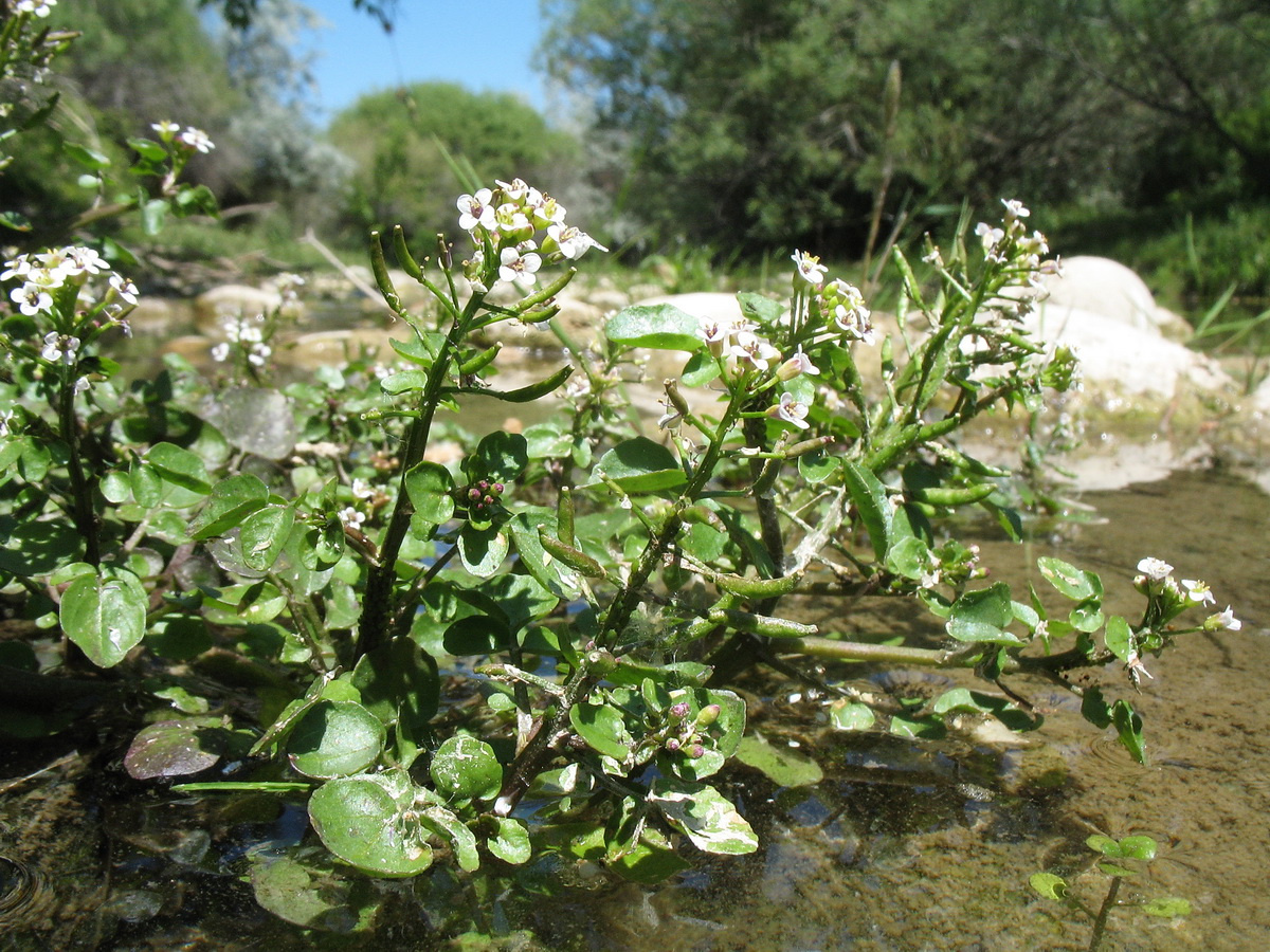 Image of Nasturtium officinale specimen.