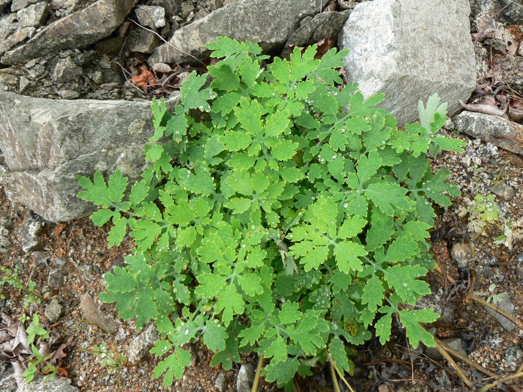 Image of Chelidonium asiaticum specimen.