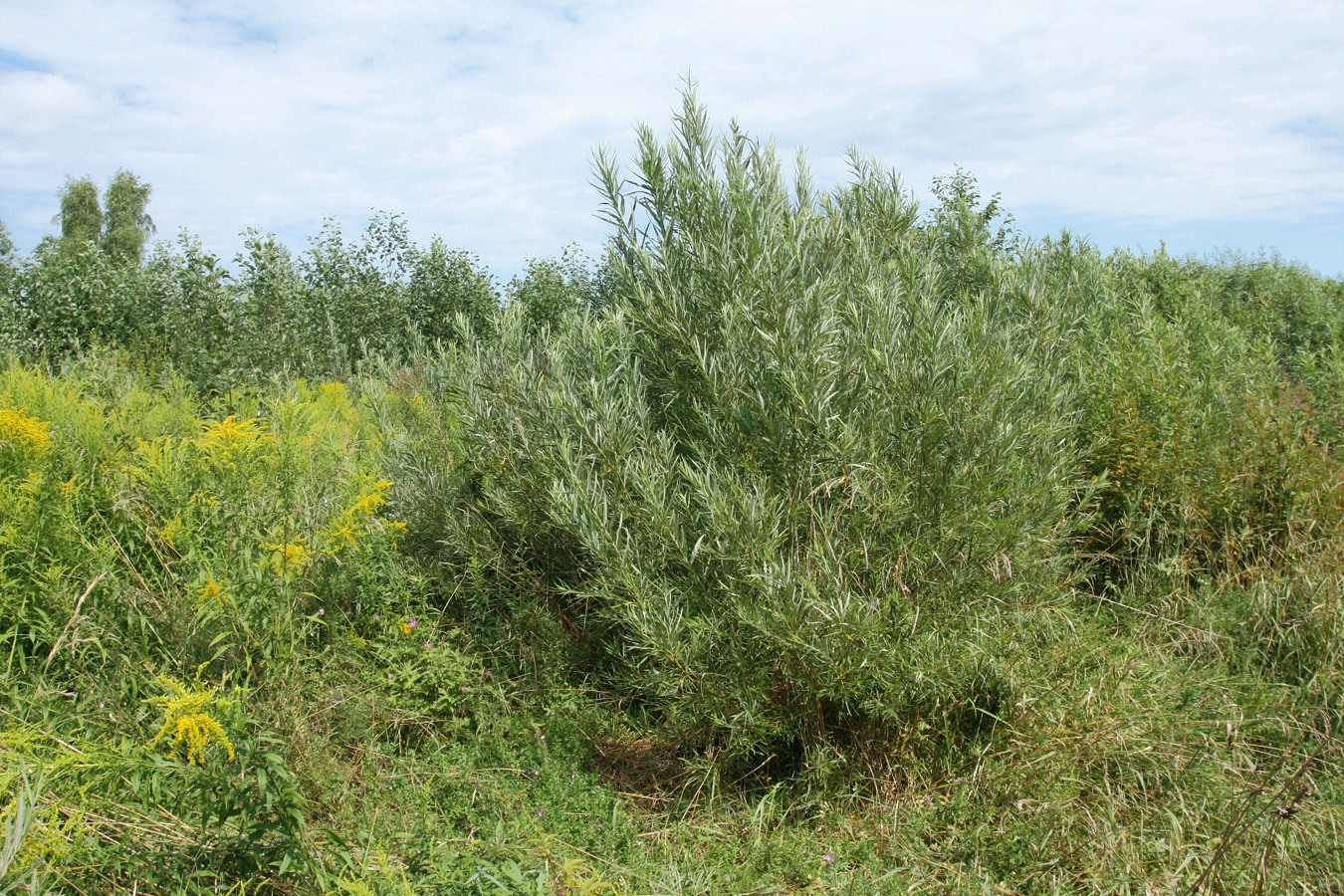 Image of Salix viminalis specimen.