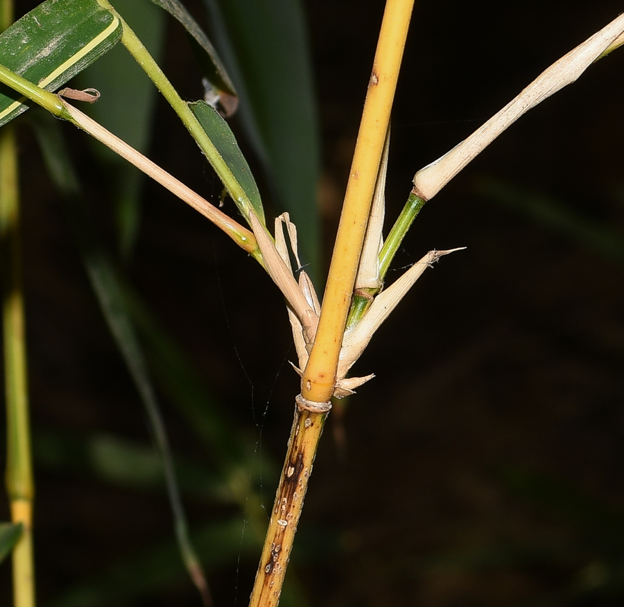 Image of Bambusa multiplex specimen.