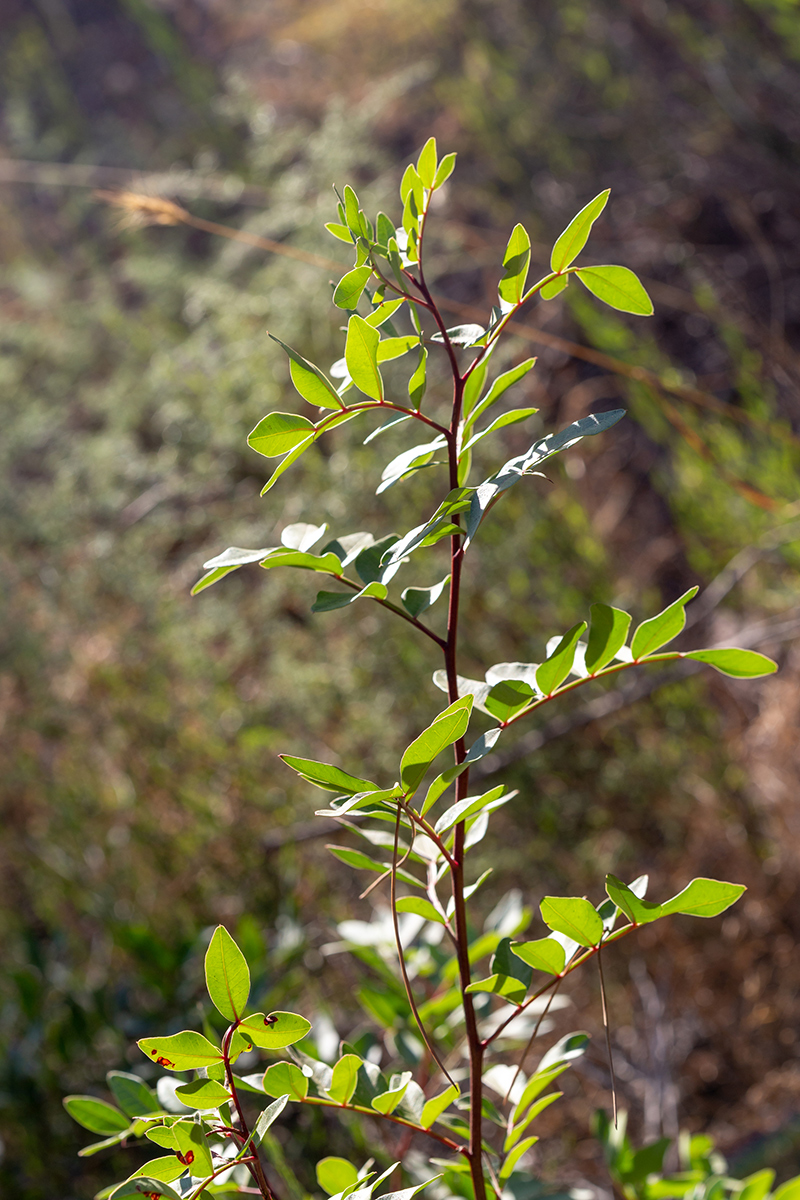 Image of genus Pistacia specimen.