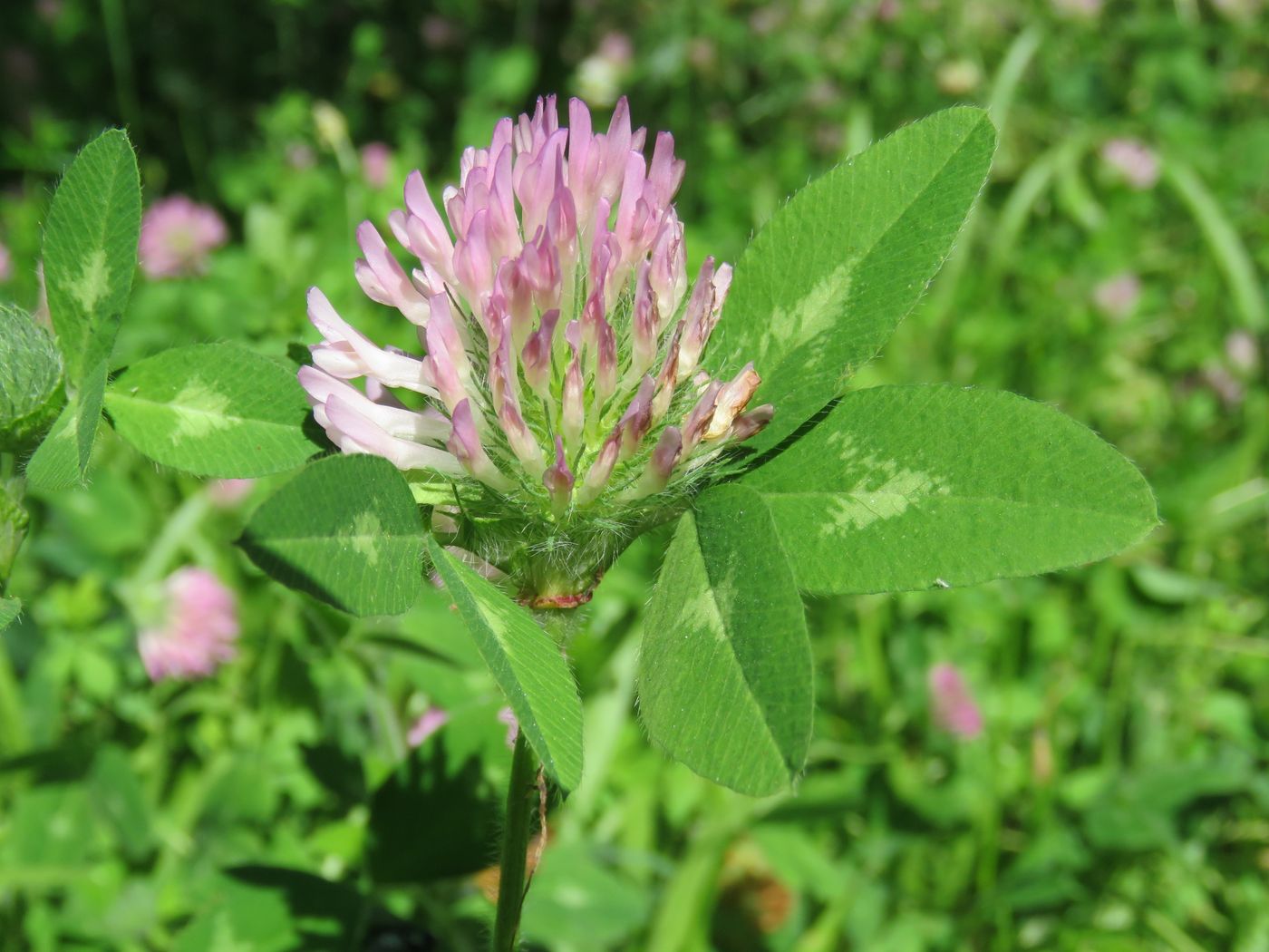 Изображение особи Trifolium pratense.