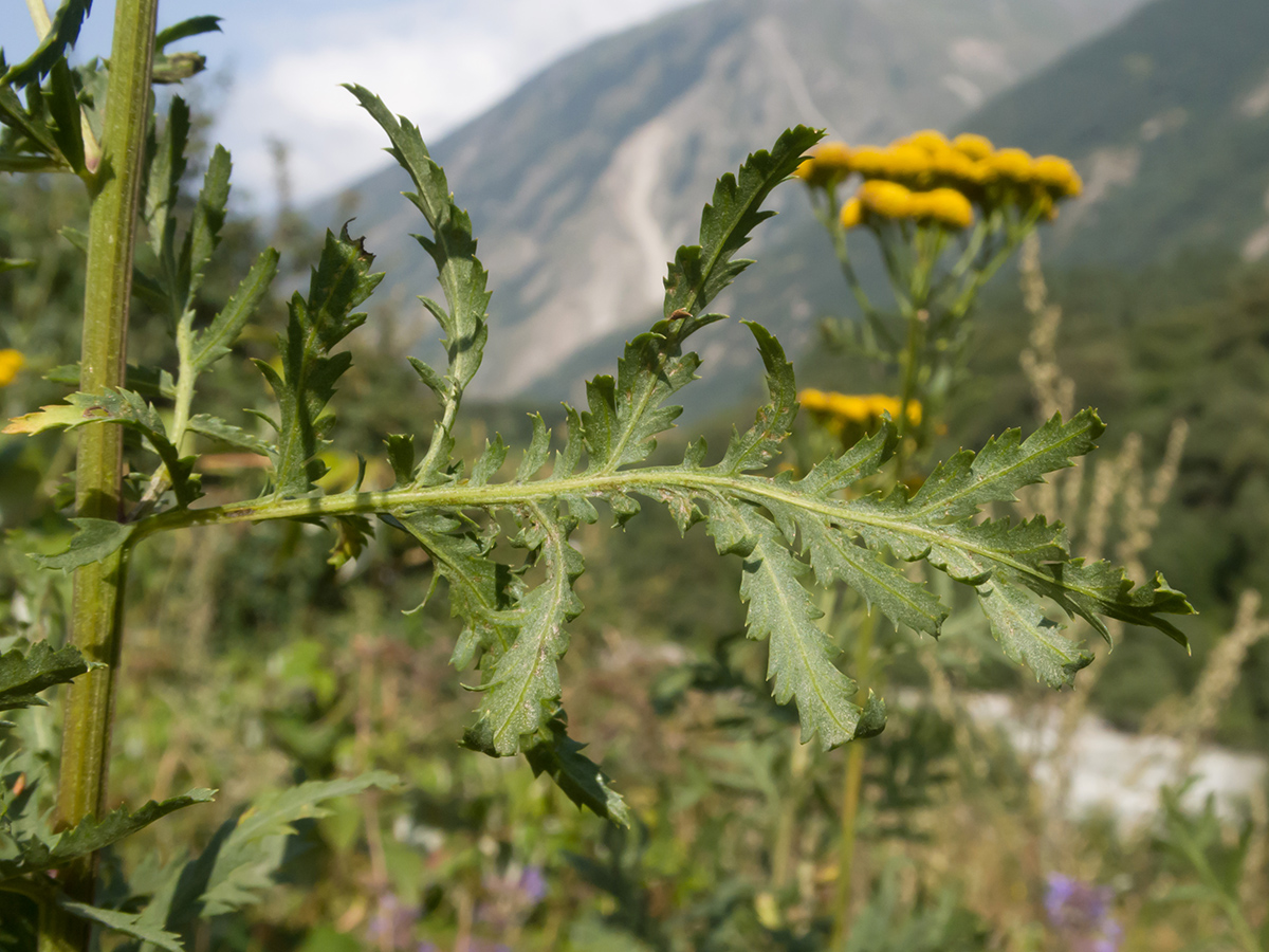 Изображение особи Tanacetum vulgare.