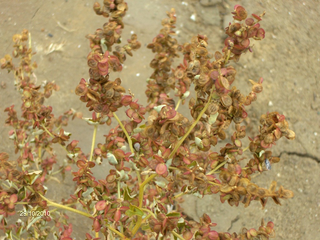 Image of Atriplex aucheri specimen.