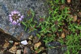 Thymus urussovii