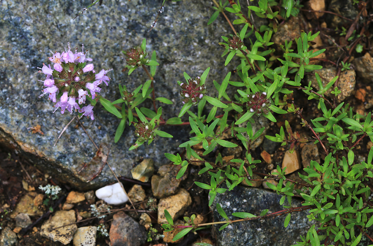 Image of Thymus urussovii specimen.