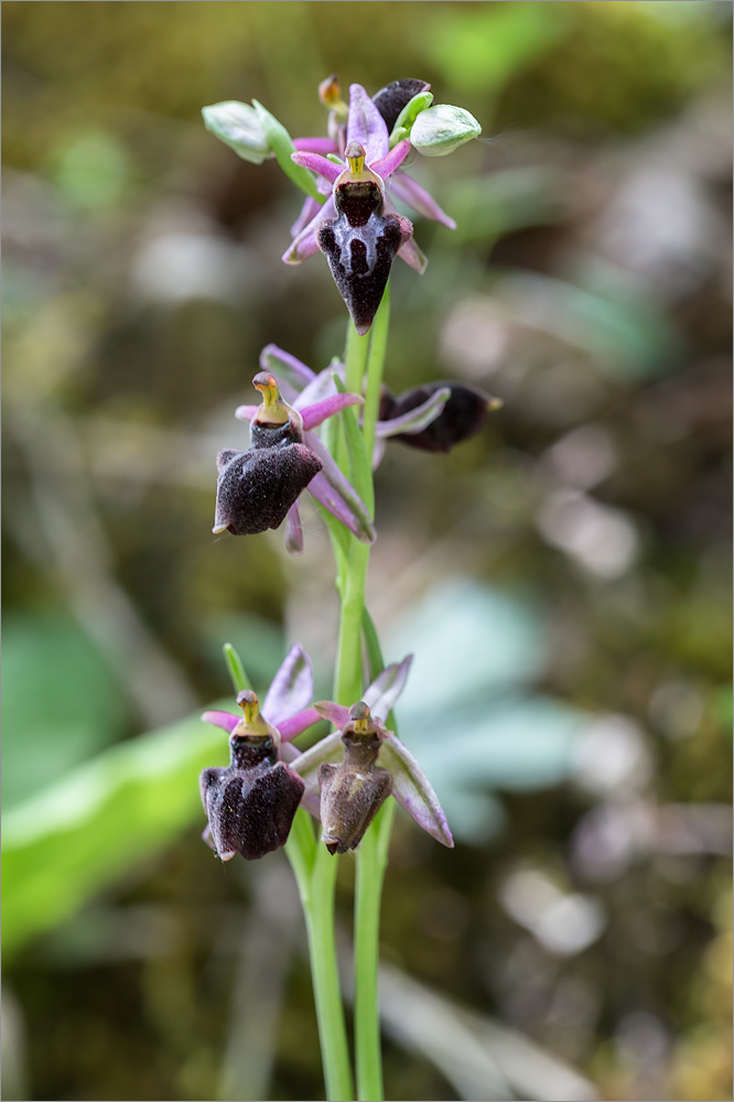 Image of Ophrys mammosa ssp. caucasica specimen.