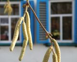 Corylus avellana