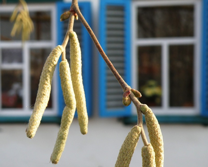 Image of Corylus avellana specimen.