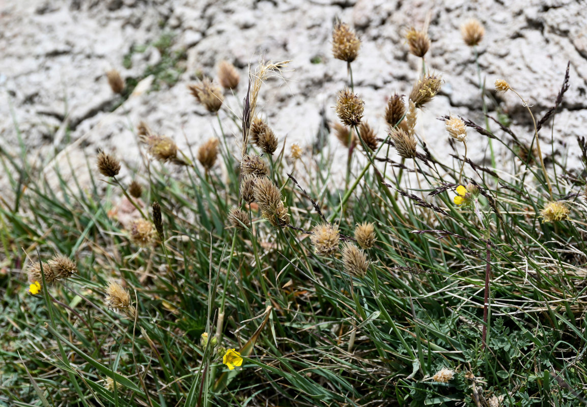 Image of Calamagrostis anthoxanthoides specimen.