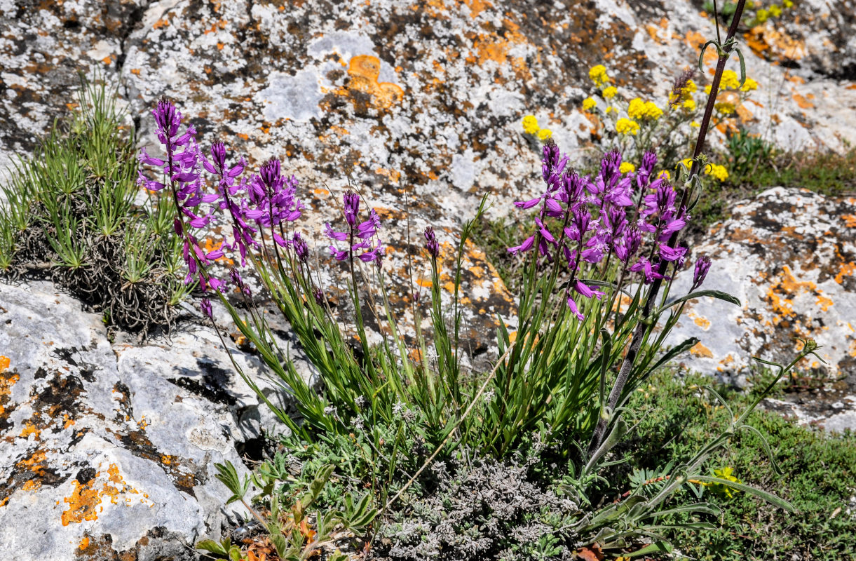 Image of genus Polygala specimen.