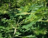 Rhus chinensis. Листья на верхушке молодого растения. Абхазия, г. Сухум, Сухумский ботанический сад. 25.09.2022.