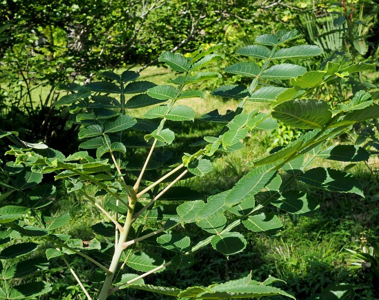 Изображение особи Rhus chinensis.