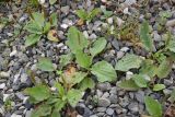 Plantago major