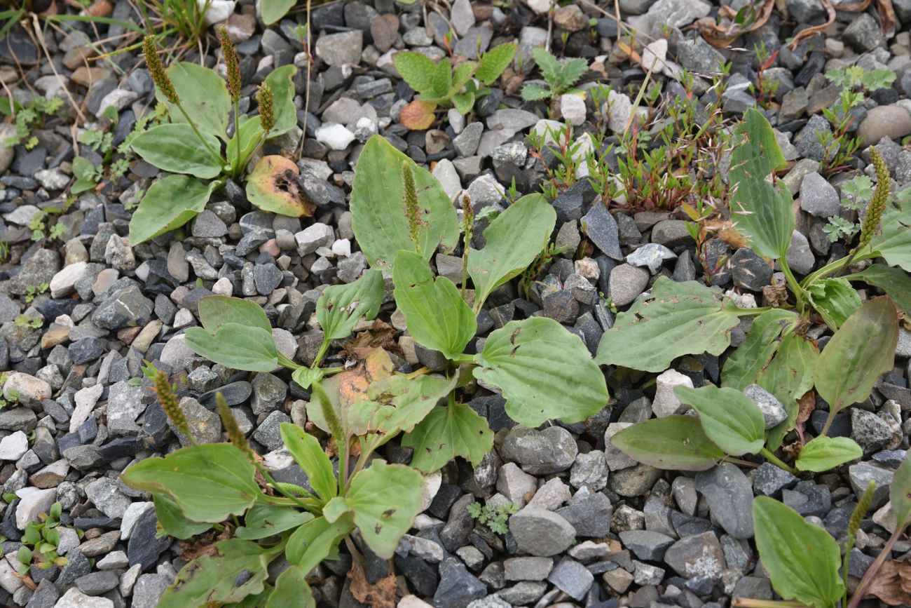 Изображение особи Plantago major.