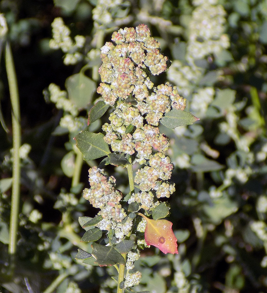 Image of genus Oxybasis specimen.