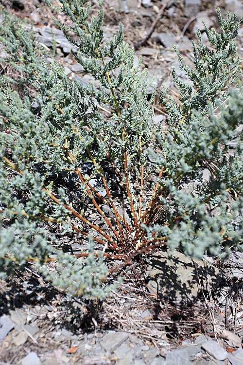 Image of Hypericum scabrum specimen.