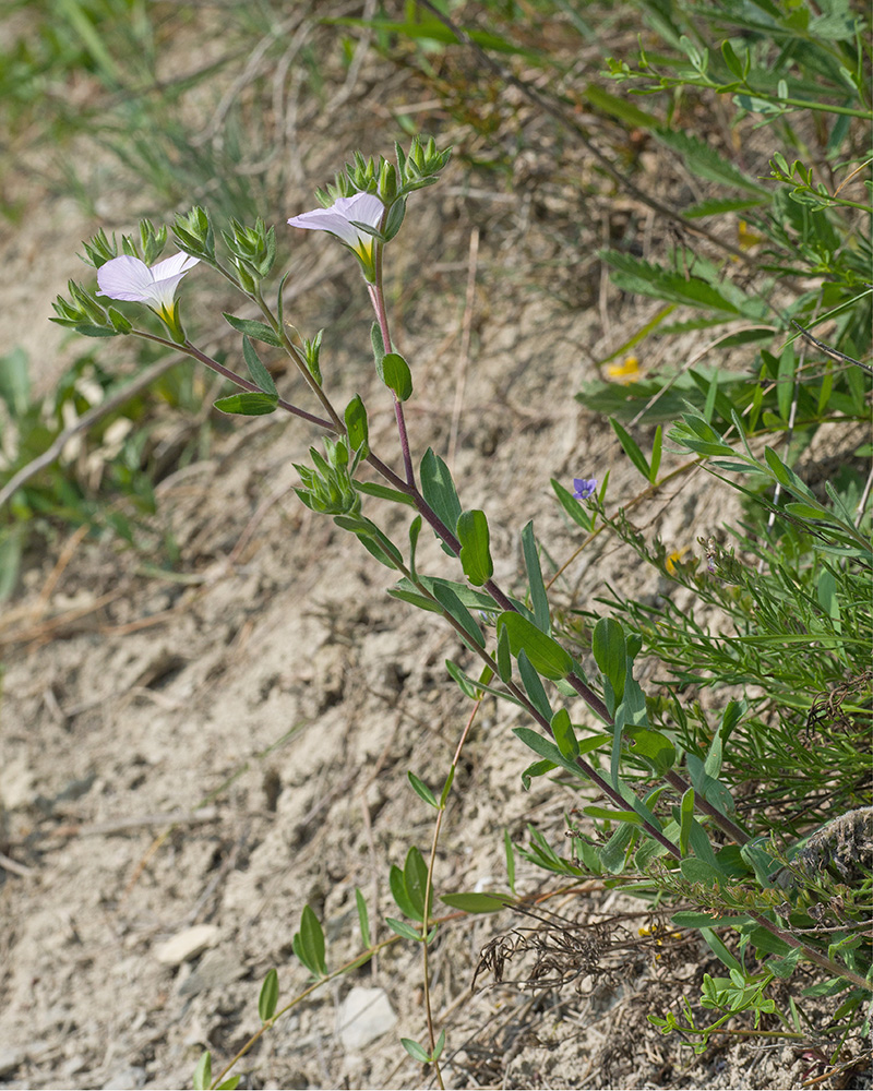 Image of Linum lanuginosum specimen.