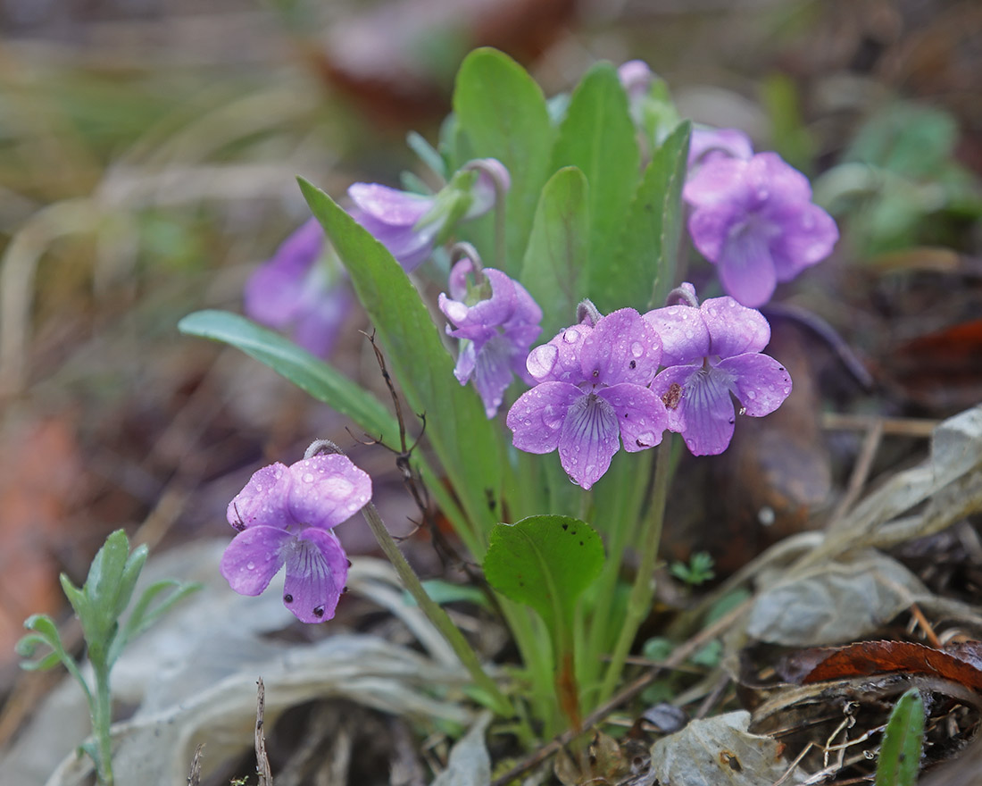 Изображение особи Viola gmeliniana.