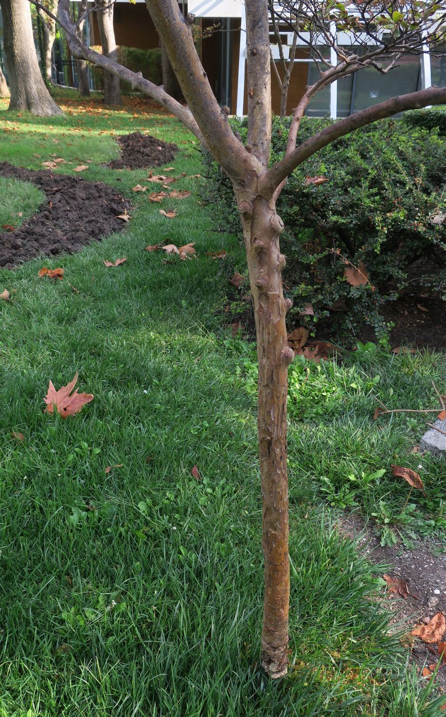 Image of Lagerstroemia indica specimen.