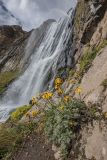 Anthemis marschalliana ssp. pectinata