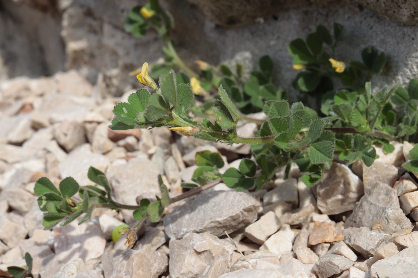 Изображение особи Medicago disciformis.