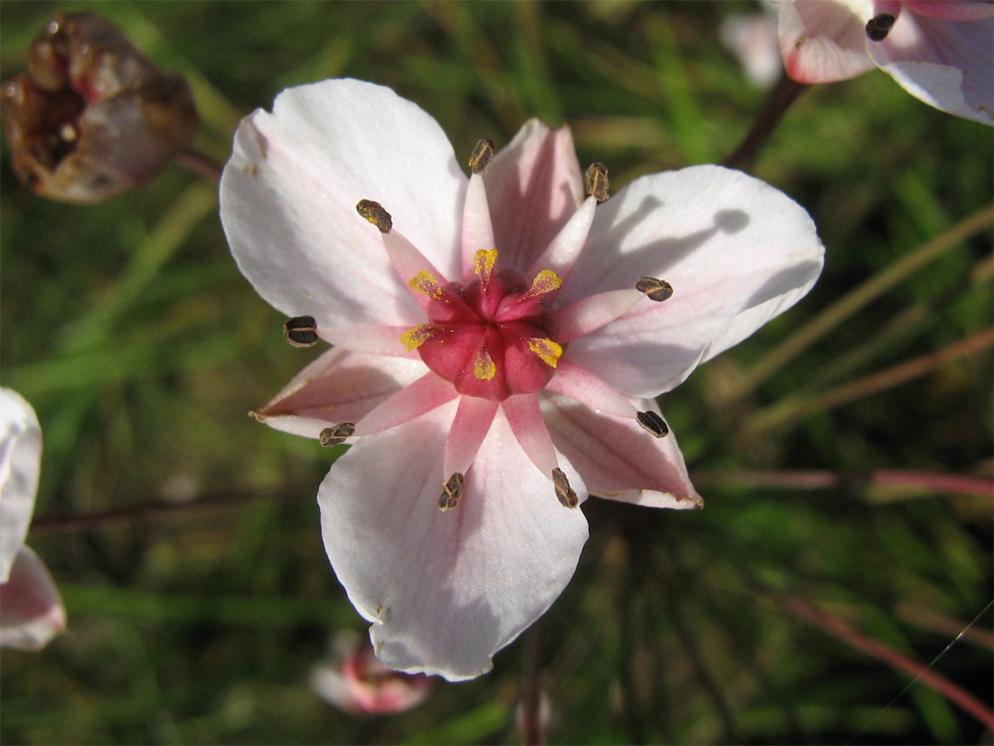 Image of Butomus umbellatus specimen.