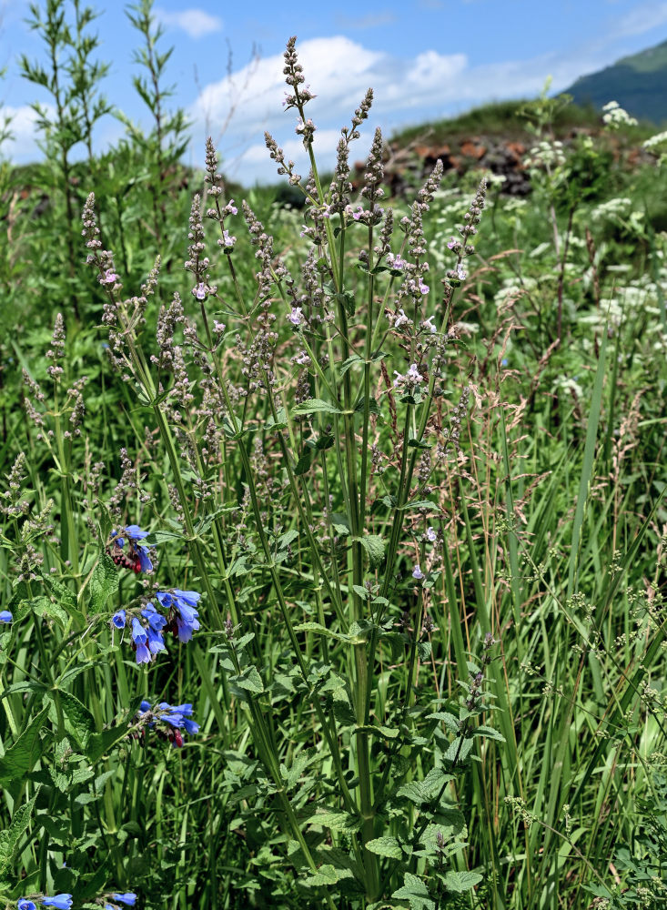 Изображение особи Nepeta nuda.