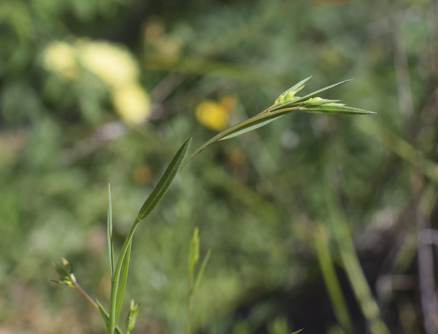 Изображение особи Linum trigynum.